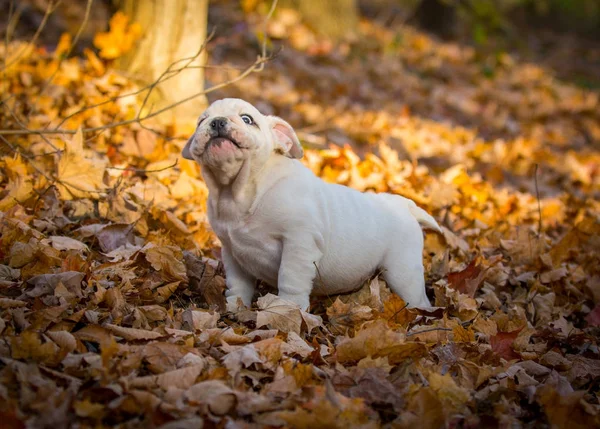 Filhote de cachorro jogando fora no outono — Fotografia de Stock