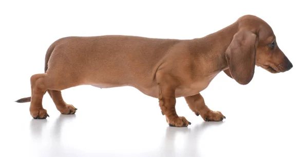 Adorável fêmea dachshund cachorro — Fotografia de Stock