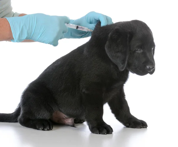 Cachorro conseguir vacunado —  Fotos de Stock