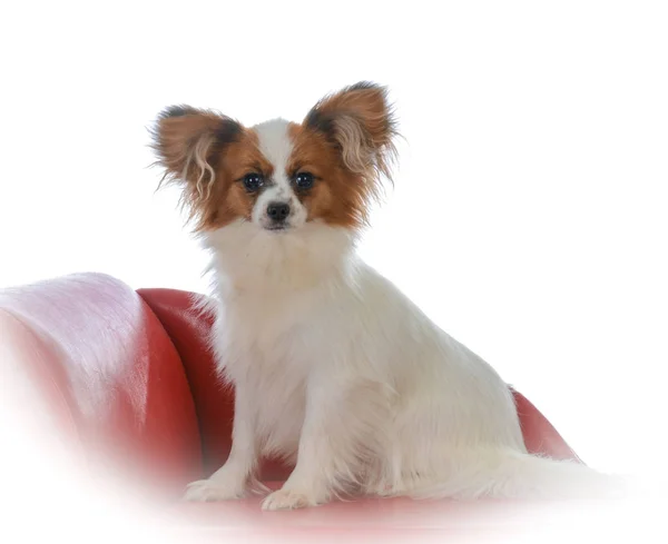 Papillon puppy on a couch — Stock Photo, Image