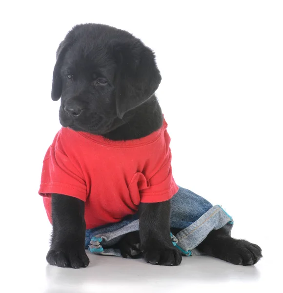 Mannlig labrador retriever – stockfoto