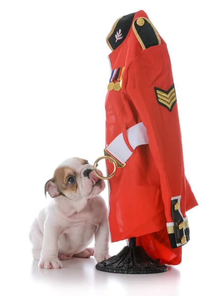 Bulldog puppy with english police jacket — Stock Photo, Image