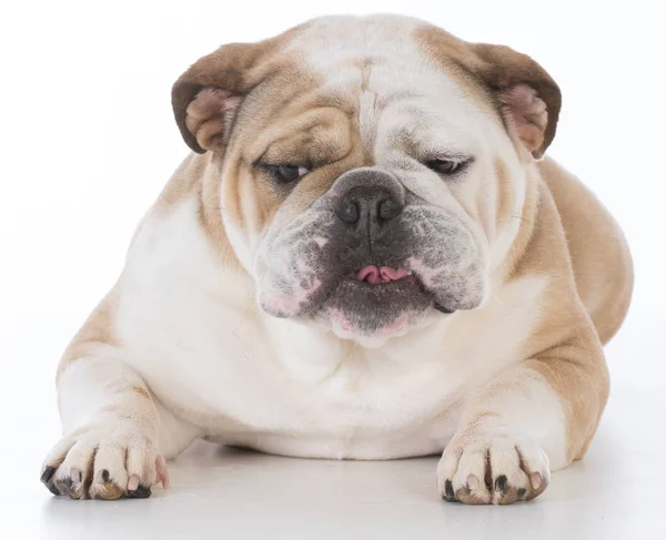 Cão com expressão engraçada — Fotografia de Stock