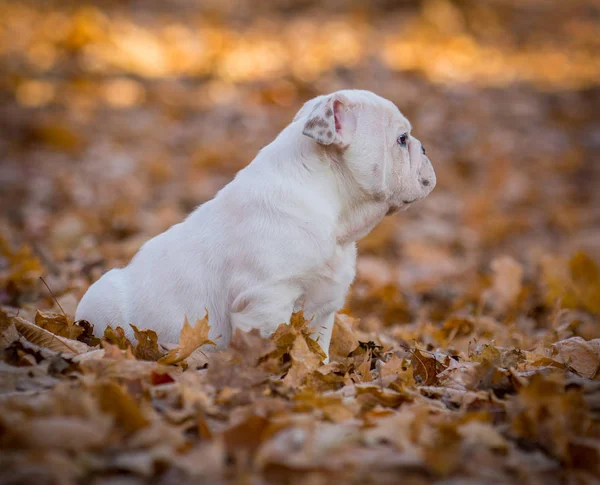 Chiot jouant à l'extérieur en automne — Photo