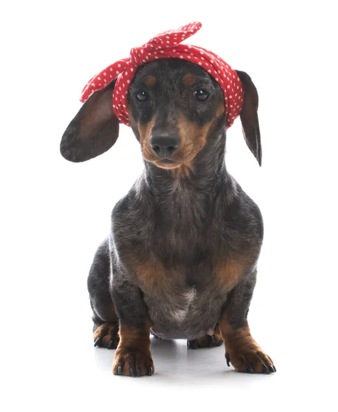 Miniatur wanita dachshund — Stok Foto