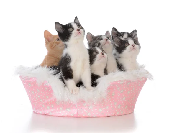 Σκουπίδια πέντε γατάκια σε ένα κρεβάτι — Φωτογραφία Αρχείου