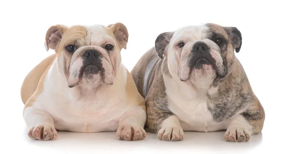 Dcera a matka bulldogs — Stock fotografie