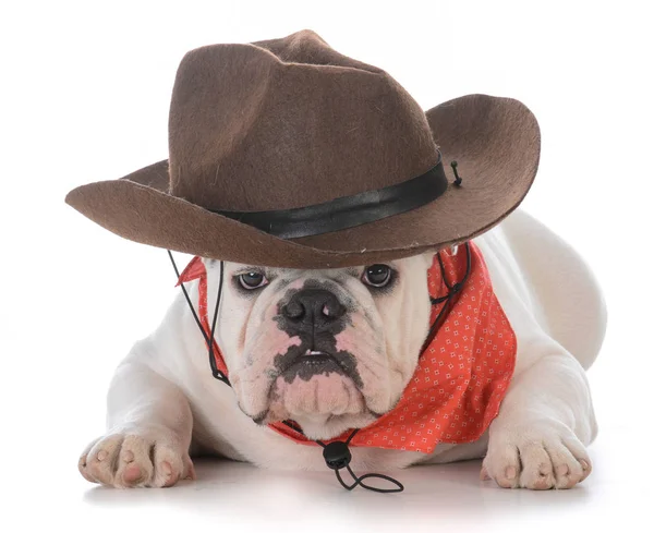 Manliga bulldog bär västra hatt — Stockfoto