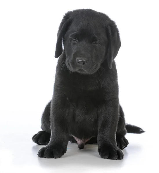 Macho labrador retriever — Fotografia de Stock