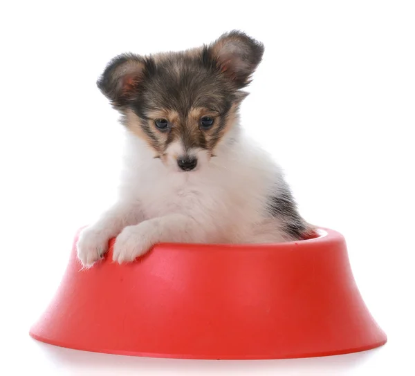 Papillon puppy in a dog dish — Stock Photo, Image