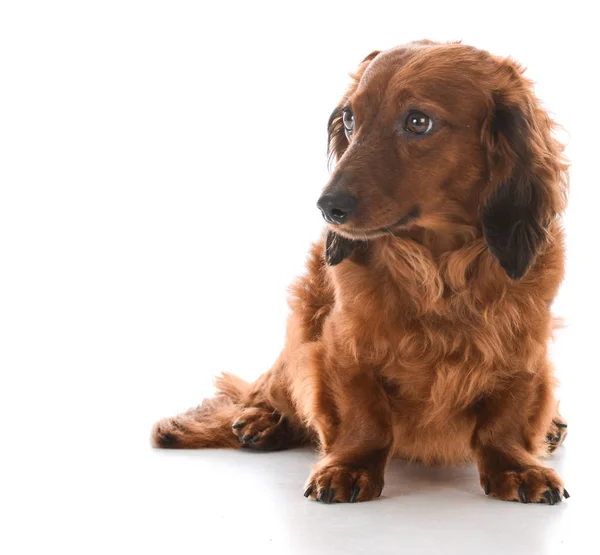 Miniature dachshund sitting — Stock Photo, Image