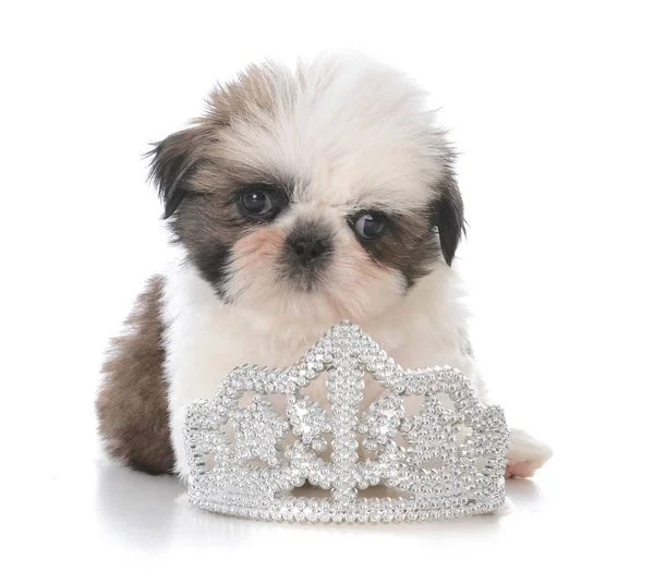 Vrouwelijke shih tzu pup leggen binnen tiara — Stockfoto