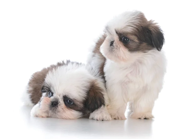 Dva kamarádi vrhu štěně shih tzu — Stock fotografie