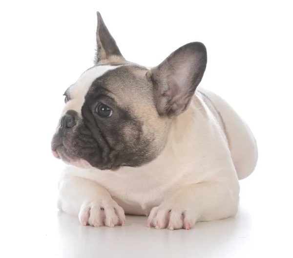 Female french bulldog puppy — Stock Photo, Image