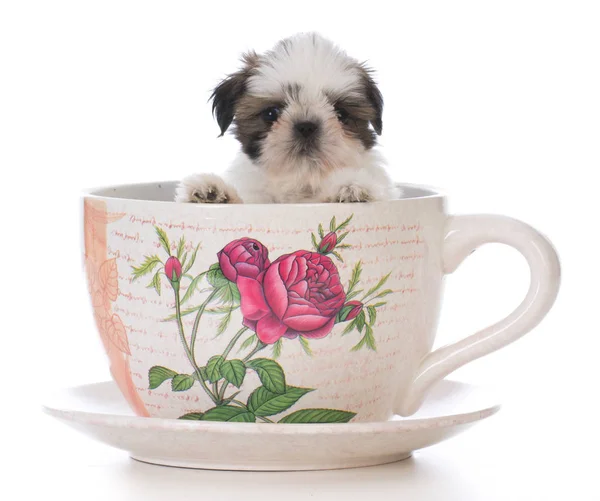 Çok güzel shih tzu puppy çay Kupası — Stok fotoğraf