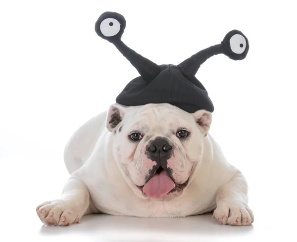 男斗牛犬戴着愚蠢的眼睛帽子 — 图库照片