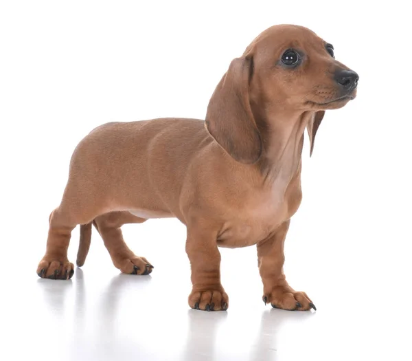Adorable female dachshund puppy — Stock Photo, Image