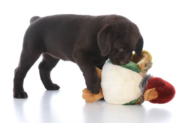 Kvinnliga labrador retriever med uppstoppad fågel — Stockfoto