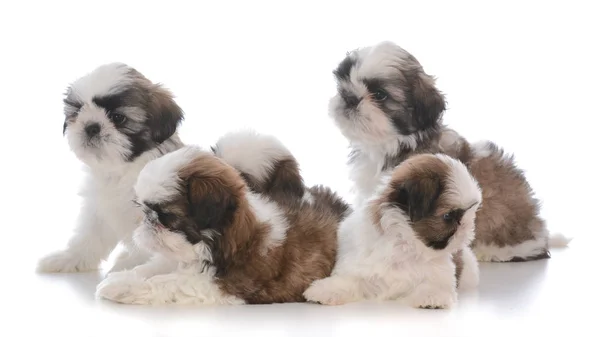 Camada de cinco shih tzu cachorros —  Fotos de Stock