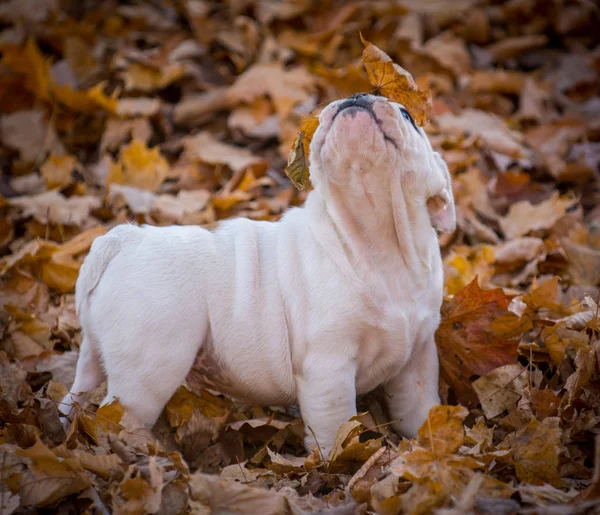 秋に外で遊ぶ子犬 — ストック写真