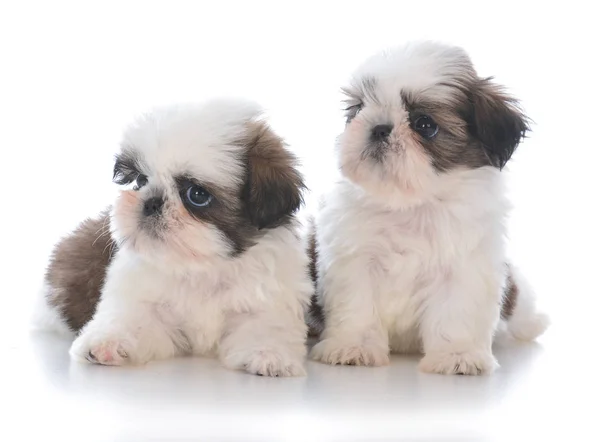 Zwei shih tzu Welpen Wurfpartner — Stockfoto