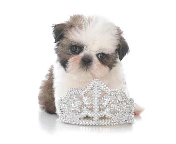 Vrouwelijke shih tzu pup leggen binnen tiara — Stockfoto