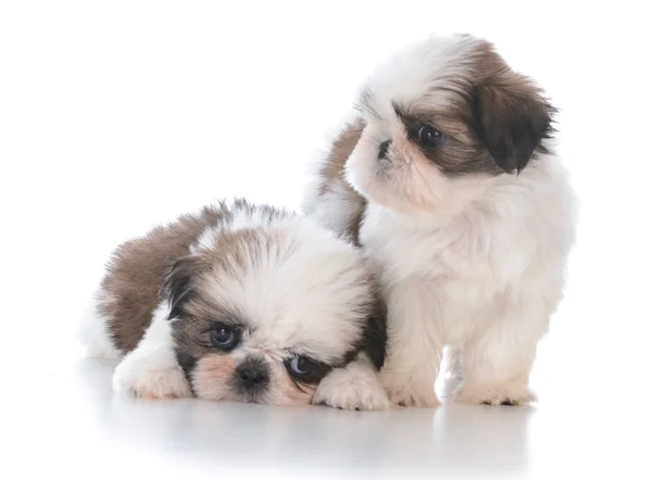 Dois shih tzu filhote de cachorro companheiros — Fotografia de Stock