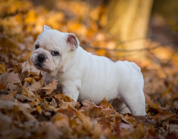 Sonbaharda dışında oynarken köpek yavrusu — Stok fotoğraf