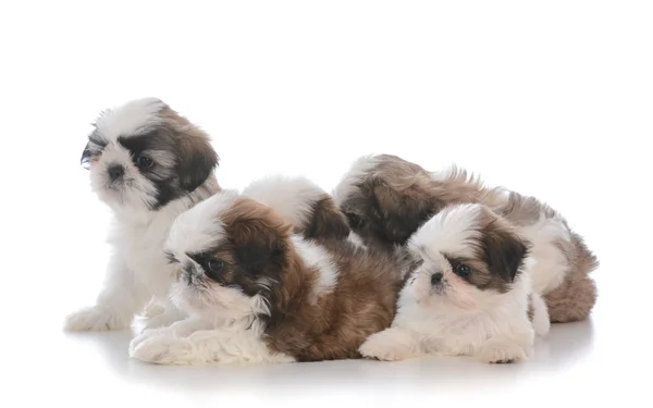 Ninhada de cinco cachorros shih tzu — Fotografia de Stock