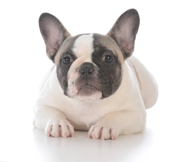 Femmina francese bulldog cucciolo — Foto Stock