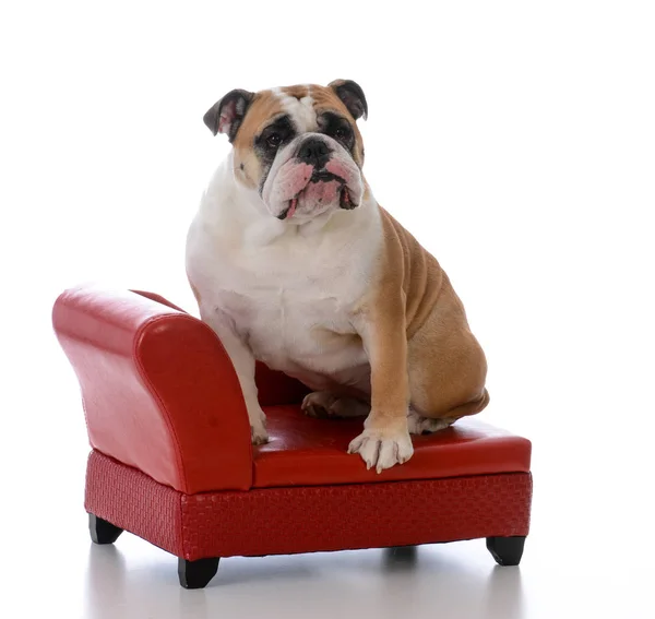 Собака сидить на дивані — стокове фото