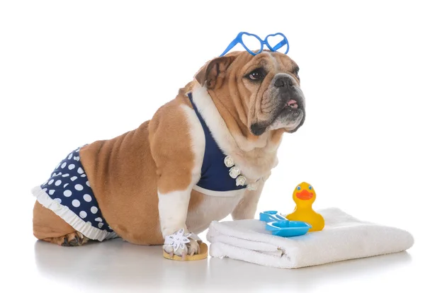 Pies sobie bikini — Zdjęcie stockowe