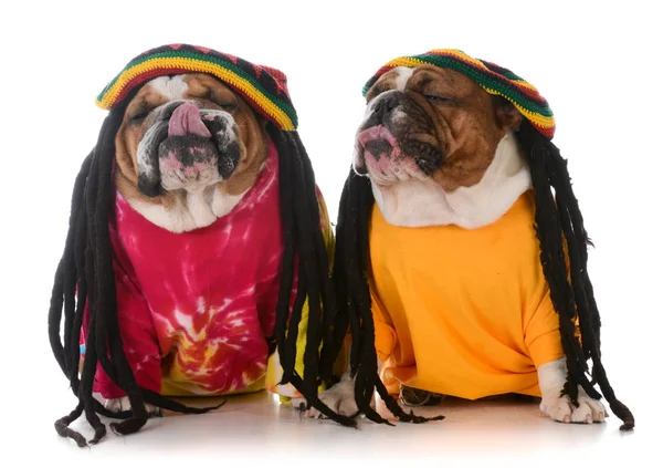 Two dogs with dreadlock — Stock Photo, Image