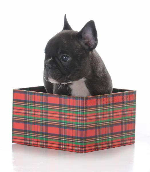 Bulldog francés de cinco semanas de edad —  Fotos de Stock