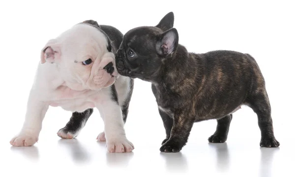English and french bulldog puppies — Stock Photo, Image