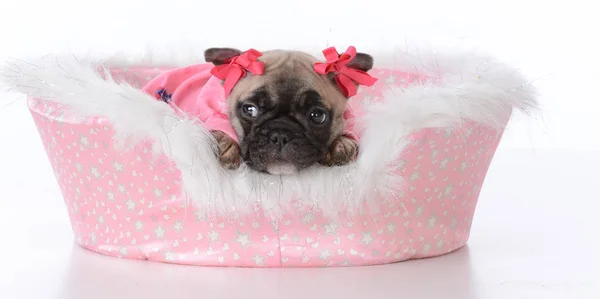 Puppy in a dog bed — Stock Photo, Image
