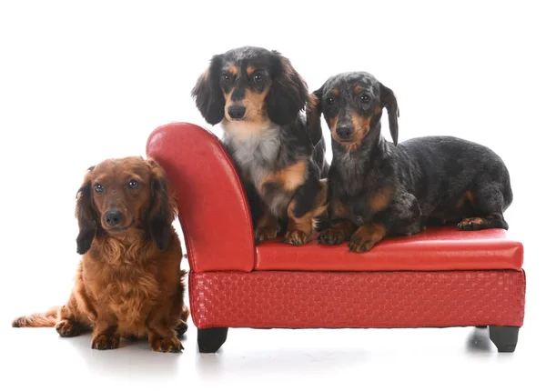 Three dachshunds on a couch — Stock Photo, Image