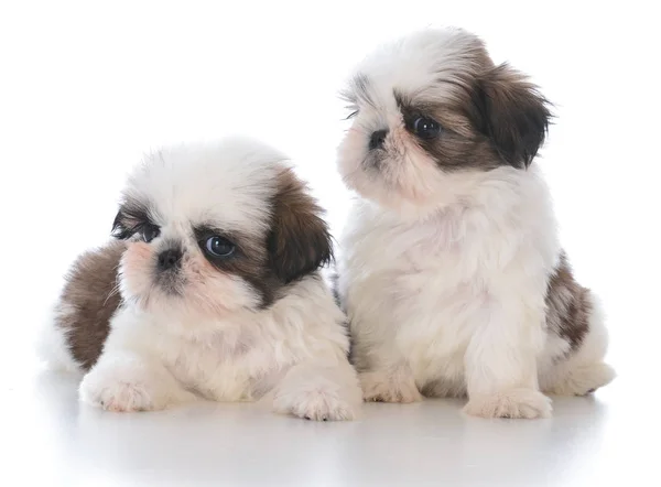 Dois shih tzu filhote de cachorro companheiros — Fotografia de Stock