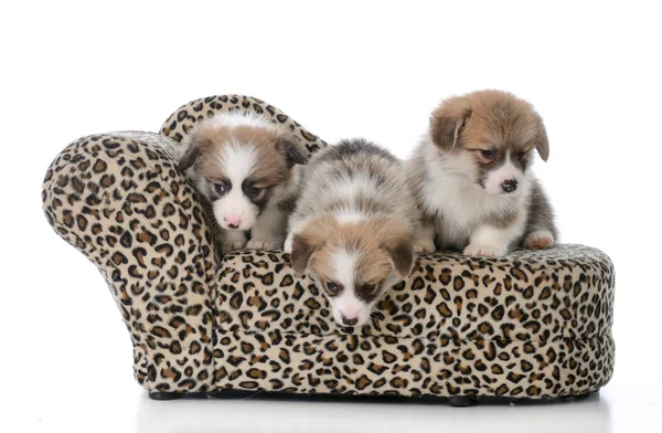 Litter of pembroke welsh corgi puppies — Stock Photo, Image
