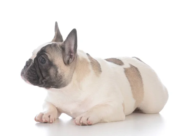 Female french bulldog puppy — Stock Photo, Image