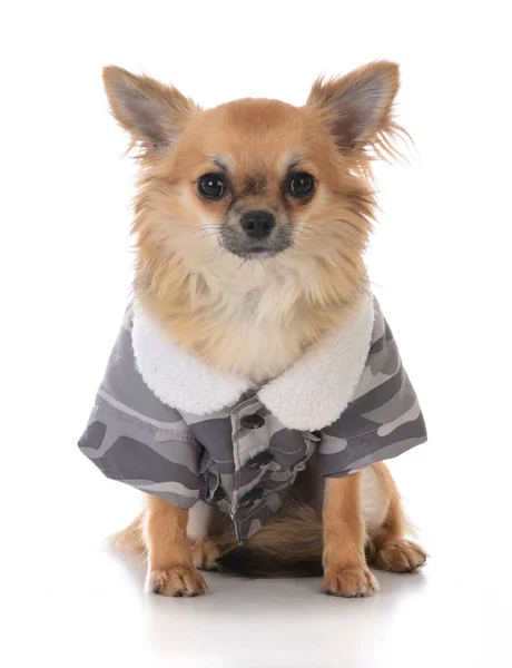 Male long coat chiuhuahua — Stock Photo, Image