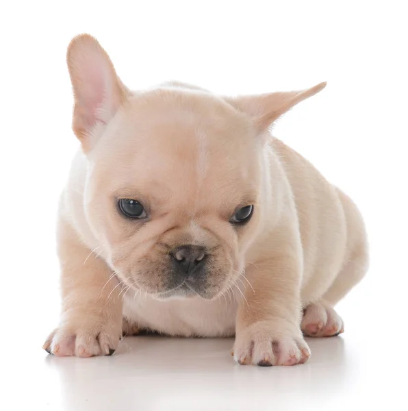 Cachorrinho de bulldog francês — Fotografia de Stock