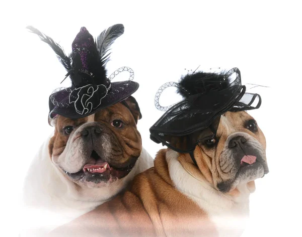 Deux chiens portant des chapeaux — Photo