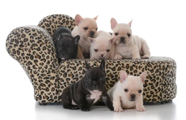 Ninhada de cachorros bulldog franceses — Fotografia de Stock