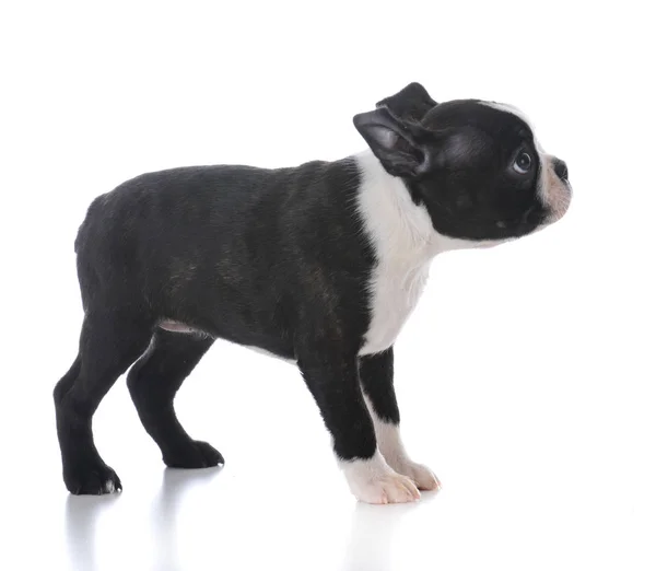 Boston terrier puppy standing — Stock Photo, Image