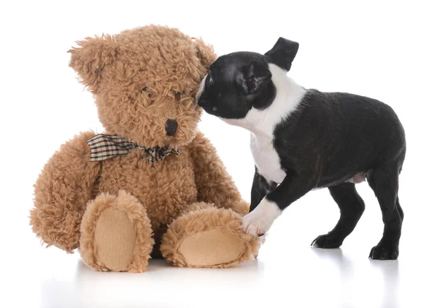 Boston terrier puppy with stuffed teddy bear — Stock Photo, Image