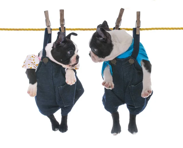 Два щенка, висящих на веревке — стоковое фото