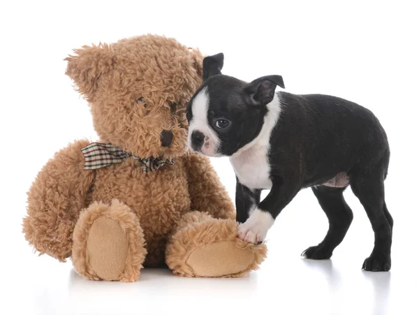 Boston terrier med uppstoppad nallebjörn — Stockfoto