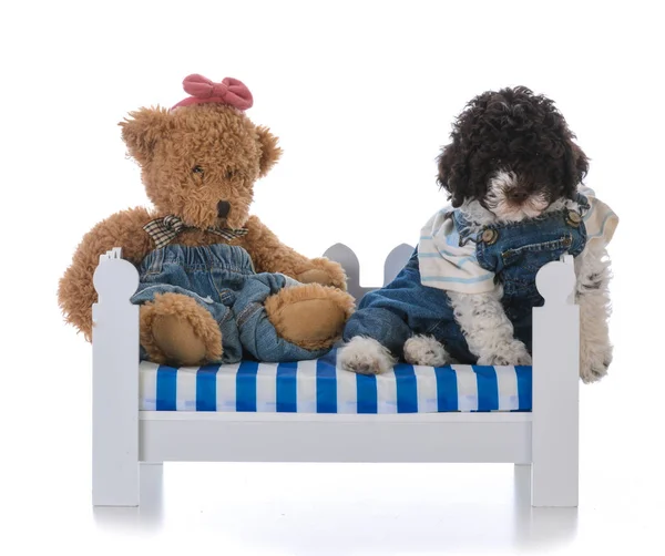 Lagatto romagnolo puppy en teddy bear — Stockfoto