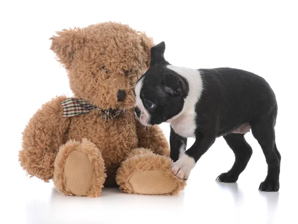 Boston terrier puppy — Stock Photo, Image